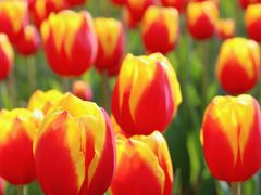 -石家庄市植物园