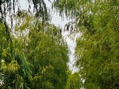 -艾溪湖湿地公园
