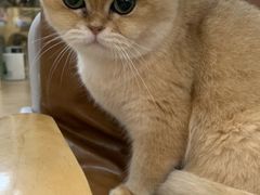 -李小姐の猫咖啡馆(五角场店)