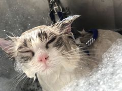 -PETKIT小佩宠物(昭化店)