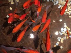 -鼎膳常火锅(华阳店)