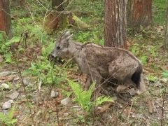 -硗碛藏寨·神木垒景区