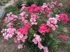 -咸阳湖景区-古渡公园