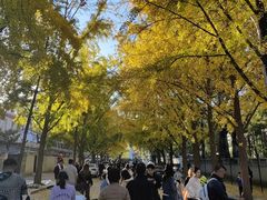 -三里屯东五街银杏大道