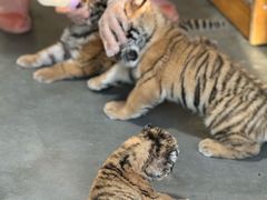 -大连森林动物园