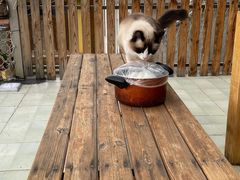 -喵屿·大理花园猫咖