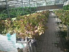 -万源龙顺度假庄园生态观光园