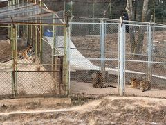 -青藏高原野生动物园