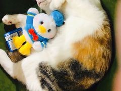 -猫小院猫主题餐厅(三里屯店)