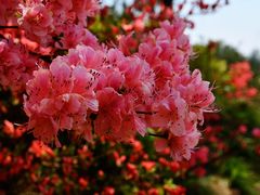 -十九峰景区-倒脱靴