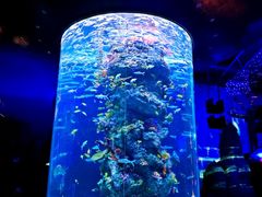 -芜湖新华联大白鲸海洋公园