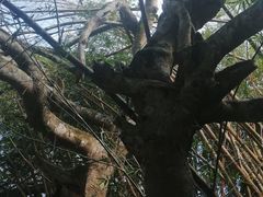 -海南霸王岭国家森林公园