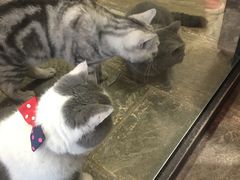 -猫咪博物馆(顶澳仔猫街店)