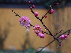 -慧因高丽寺