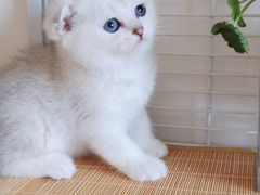 -爱宠屋pet shop·宠物洗澡·宠物美容
