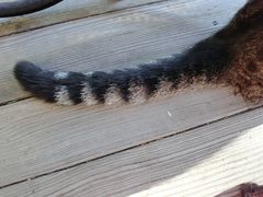 -海边的猫和咖啡馆