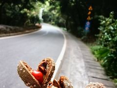 -火炉山森林公园