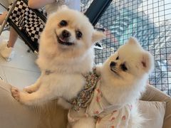 -怪兽屋·羊驼·猫咖·狗咖(俊华广场店)