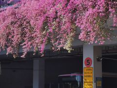 -深圳仙湖植物园