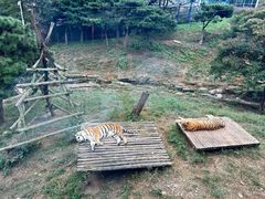 -大连森林动物园