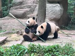 -中国大熊猫保护研究中心雅安碧峰峡基地