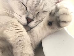 -东方名猫馆·英短金渐层布偶猫舍(环线广场1号楼店)