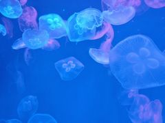 -多彩贵州城极地海洋世界