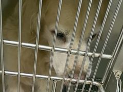 -佳雯宠物医院·皮肤科·内外科(春晓路分院)