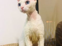 -Heymao猫咖.咖啡厅(东门店)
