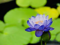 -国家植物园南园