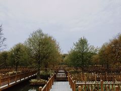 -五缘湾湿地公园