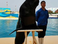 -秦皇岛乐岛海洋王国