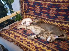 -喵屿·大理花园猫咖