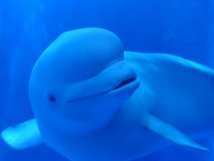 -多彩贵州城极地海洋世界