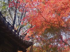 -秋霞圃