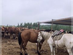 -塞罕坝国家级自然保护区