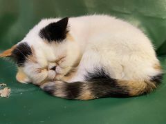 -猫色咖啡·猫咖