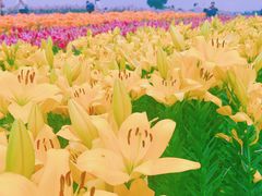 -径山花海