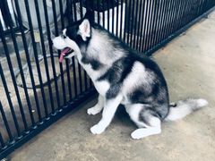 -TrueLove @ Neverland (Husky Cafe)