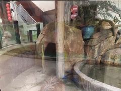 -海合安成都极地海洋公园