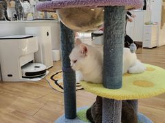 -COLOR PETS 撸猫馆·购猫·猫咖(长风大悦城店)