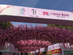 -南汇水蜜桃采摘(大团店)