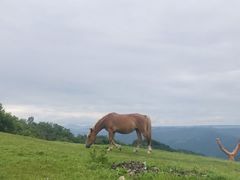 -关山草原