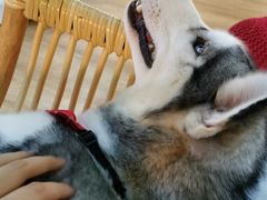 -Husky Go! 哈士奇体验馆·宠物咖啡厅狗咖