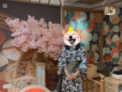 -豆柴町-柴犬主题狗咖(红鼎国际C座店)