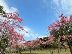 -风云岭森林公园
