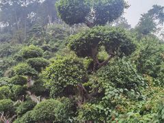 -白云山风景名胜区