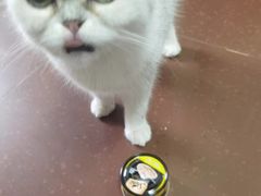 -安安宠医安欣宠物医院