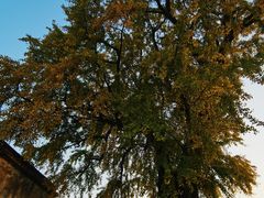 -新泰和人家(金澄天地花园店)