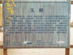 -盐城丹顶鹤湿地生态旅游区
